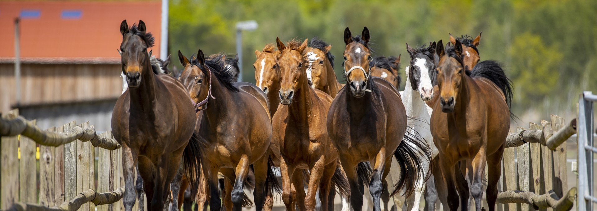 Trakehner kudde-1, © Bernsteinreiter