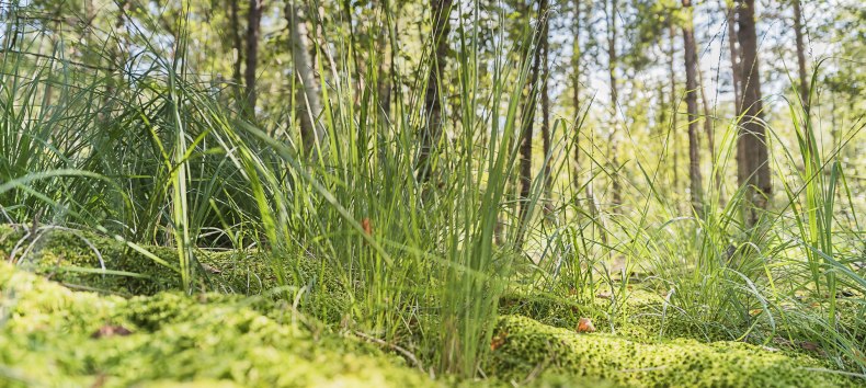 © André Pristaff / Tourismus- und Kur GmbH Graal-Müritz