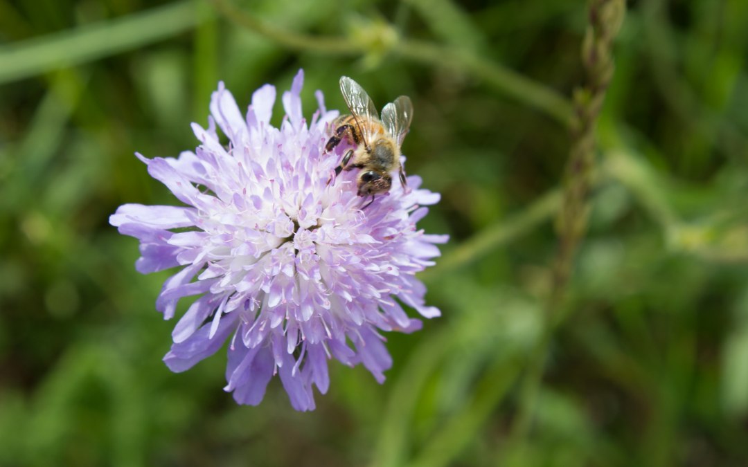 Humming and buzzing everywhere in the garden of wild herb farm Winkelkraut, © Wildkräuterhof Winkelkraut / Antje Conrad